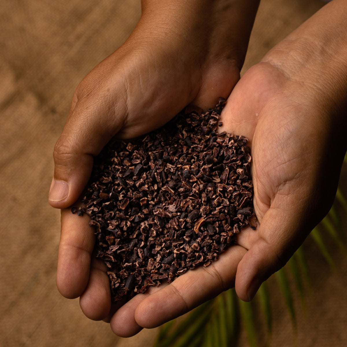 Nibs de Cacau